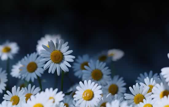 Composizione floreale funebre